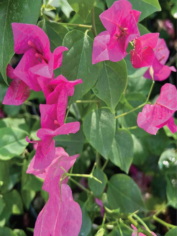 BOUGAINVILLEA TREE