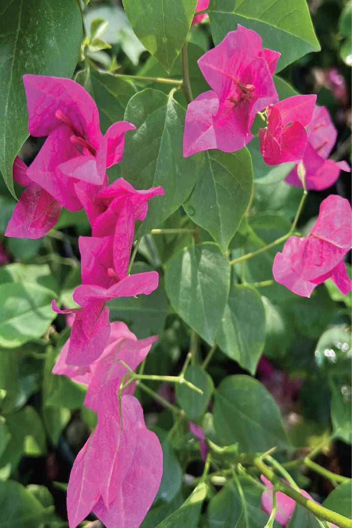 BOUGAINVILLEA TREE