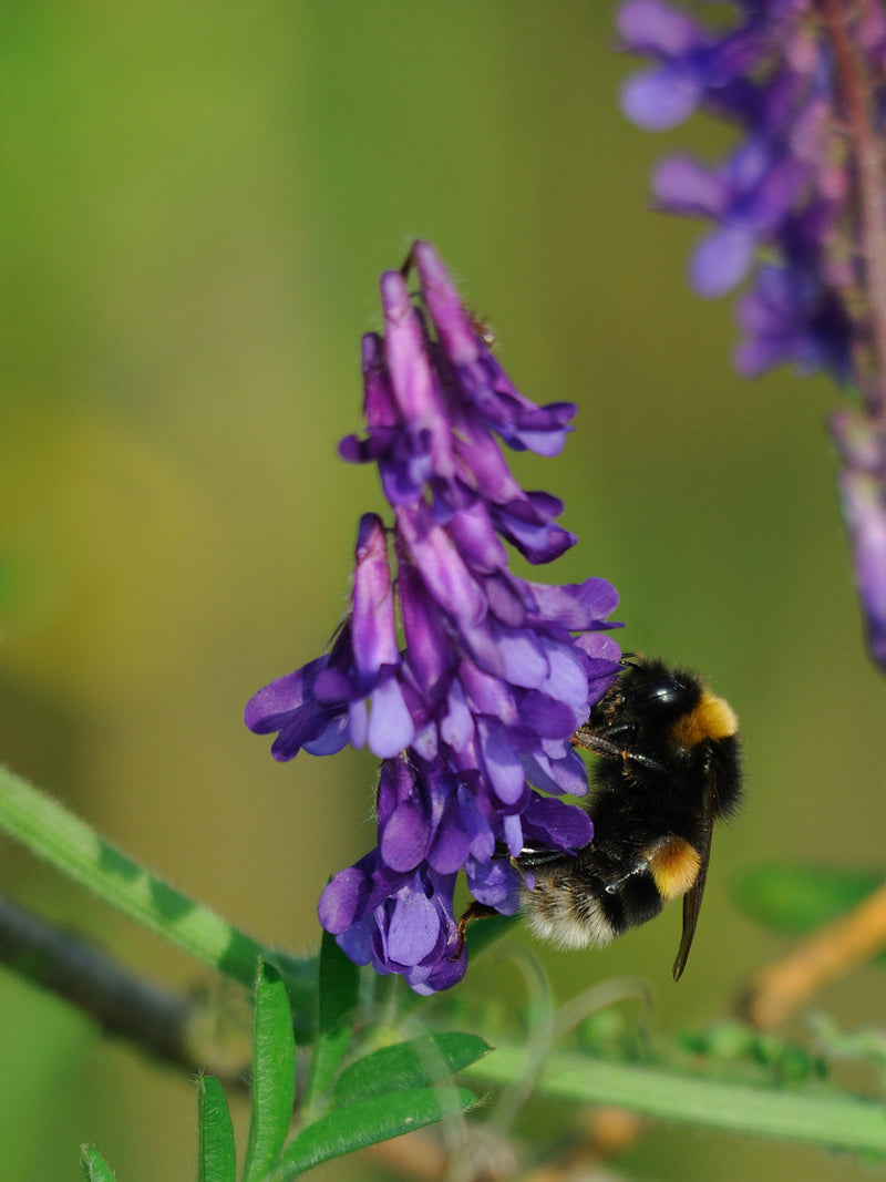 HAIRY VETCH SEEDS