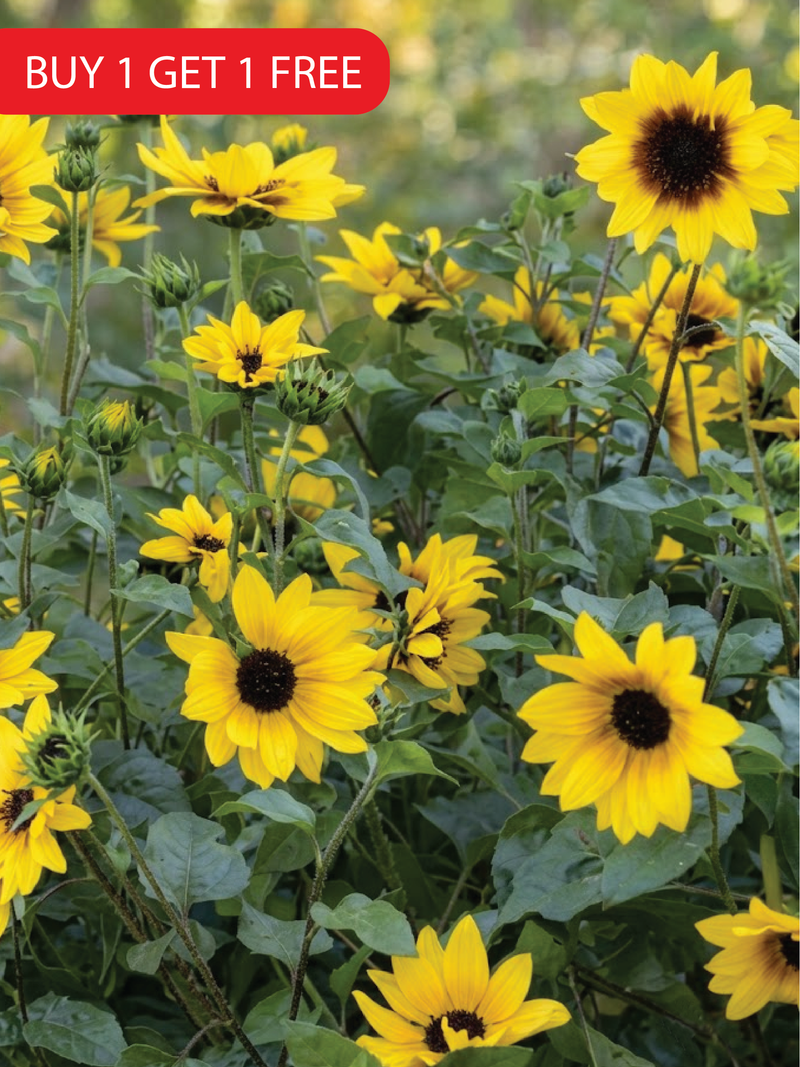 SUNFLOWER NEW CENTURY SEEDS