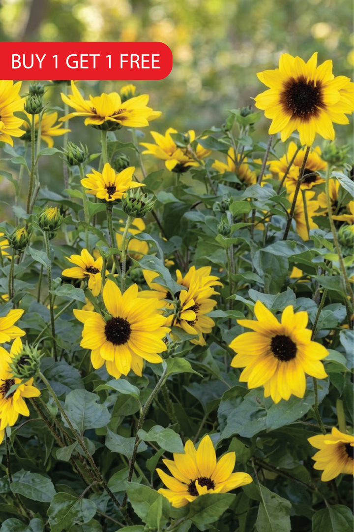 SUNFLOWER NEW CENTURY SEEDS