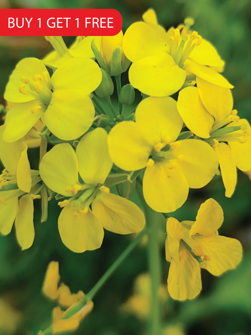 MUSTARD SEEDS <br>بذور الخردل