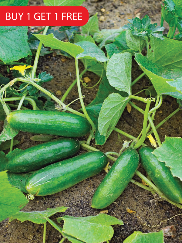 CUCUMBER SEEDS <br> بذور الخيار