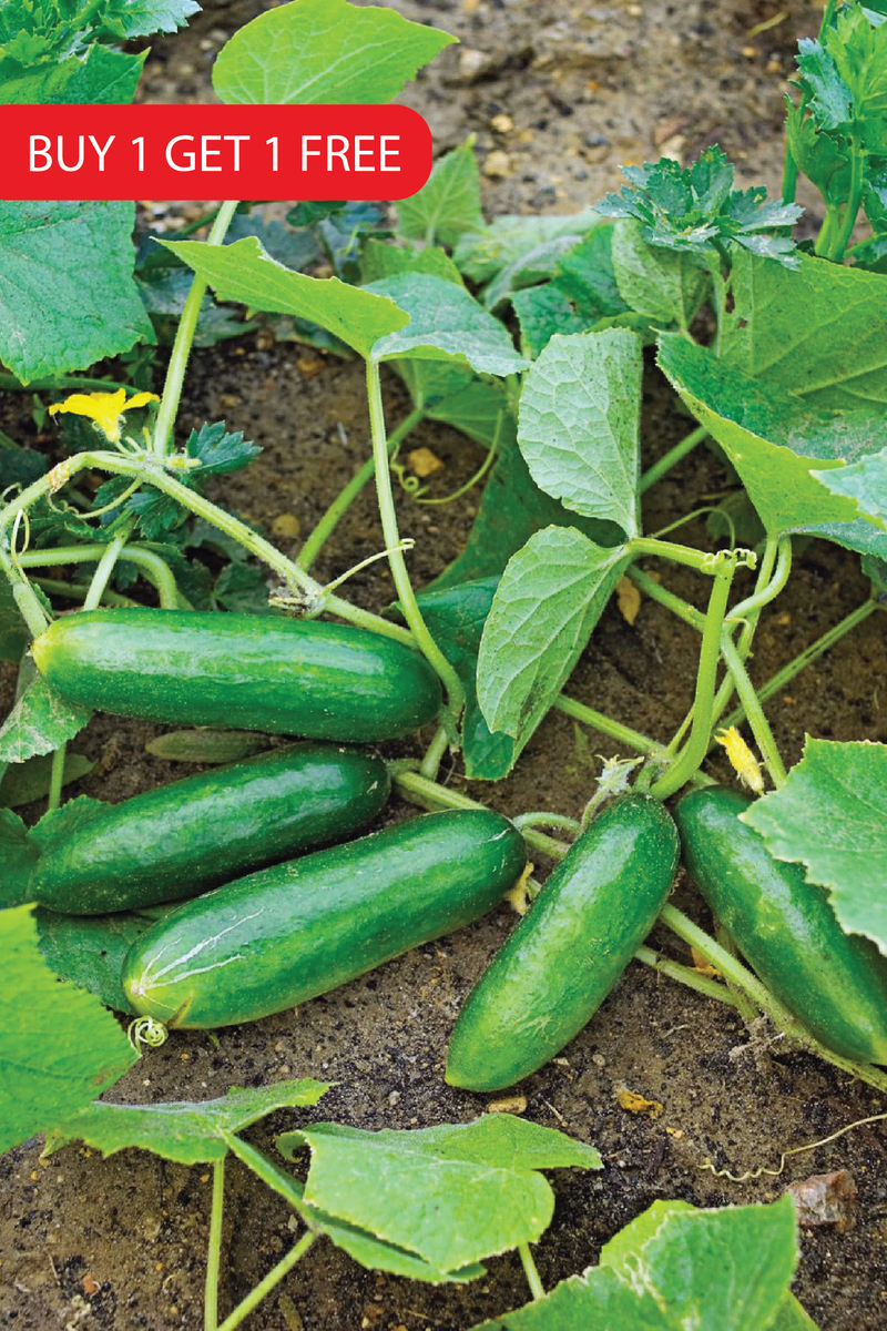 CUCUMBER SEEDS <br> بذور الخيار