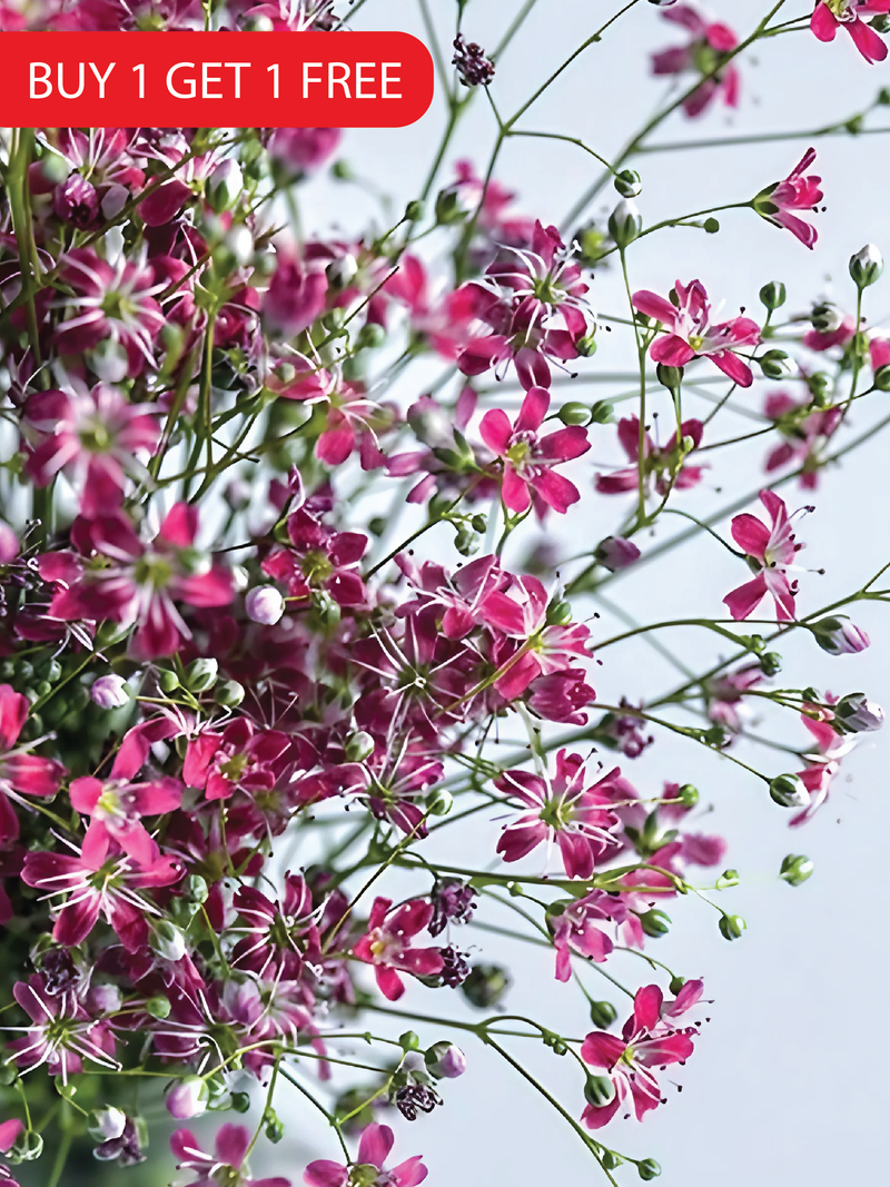 PERENNIAL DIANTHUS SEEDS <br> بذور زهور القرنفل المعمرة