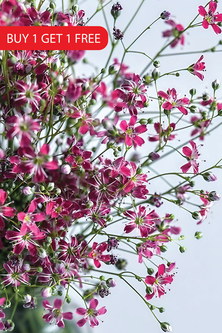 PERENNIAL DIANTHUS SEEDS <br> بذور زهور القرنفل المعمرة