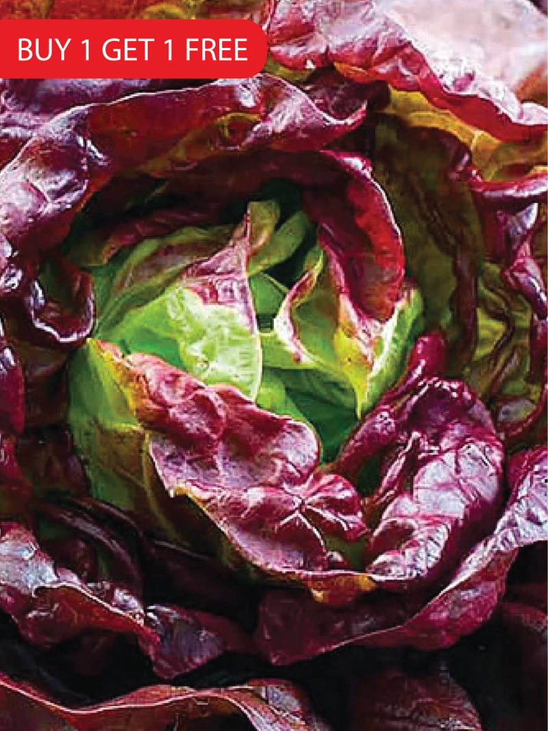 BUTTER COFFEE LETTUCE SEEDS <br> بذور الخس بتر كوفي