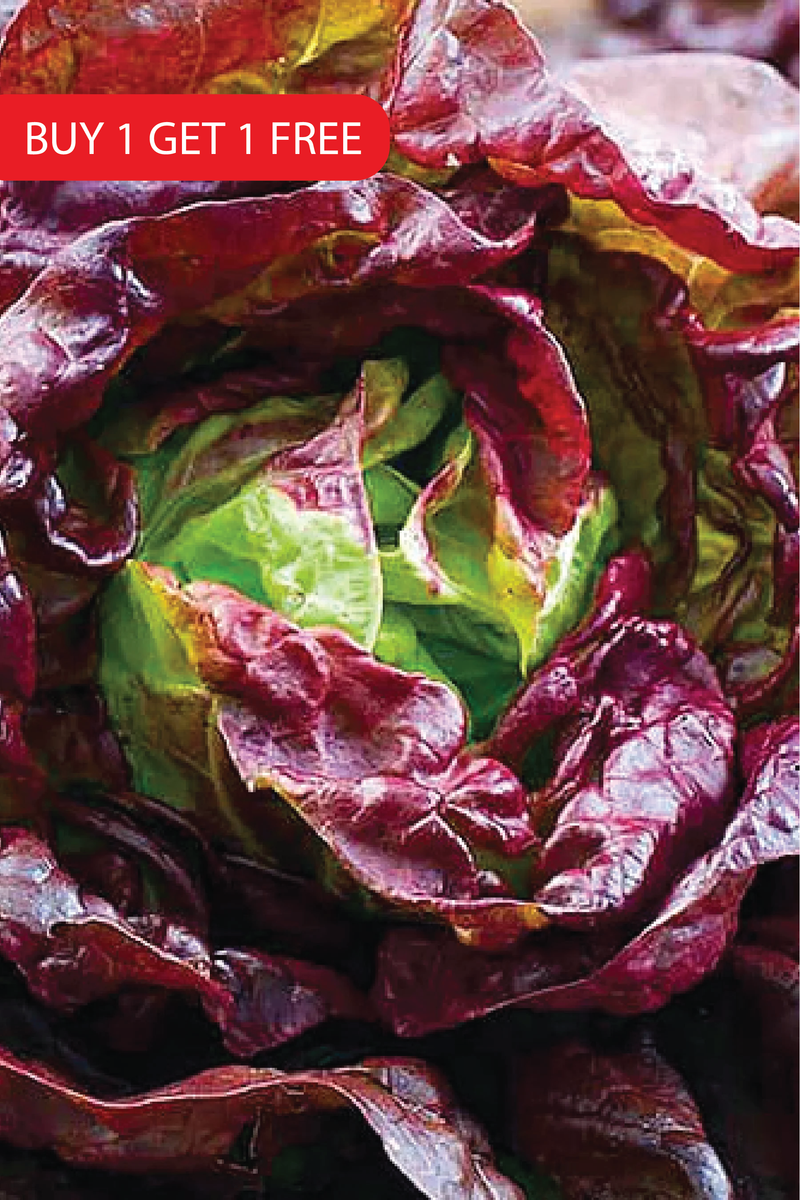 BUTTER COFFEE LETTUCE SEEDS <br> بذور الخس بتر كوفي