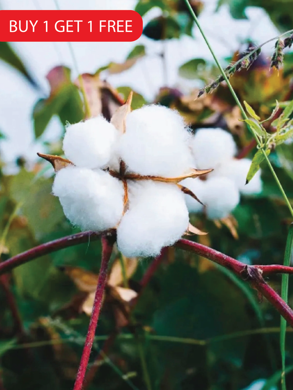 COTTON SEEDS <br>بذور القطن