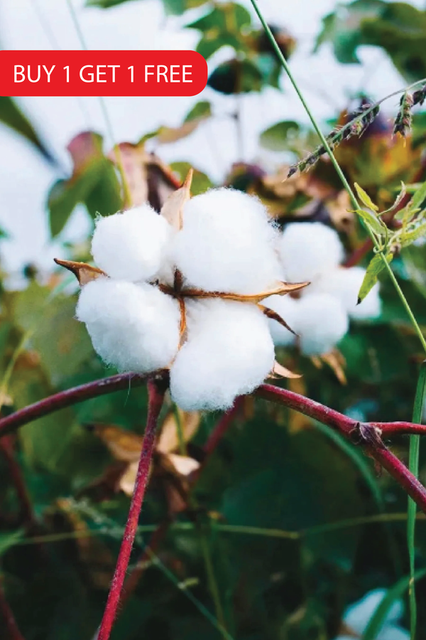 COTTON SEEDS <br>بذور القطن