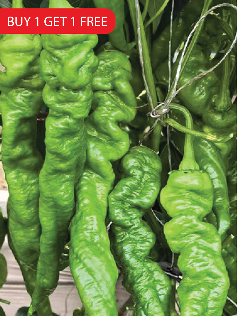 SPICY SPIRAL PEPPER SEEDS <br> بذور فلفل سبايرال الحار