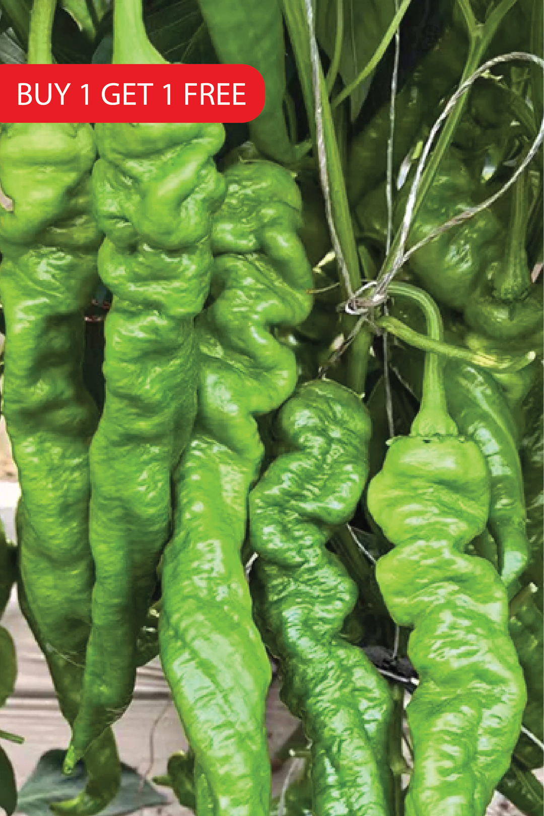 SPICY SPIRAL PEPPER SEEDS <br> بذور فلفل سبايرال الحار
