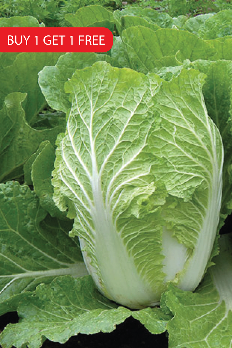 NAPA CABBAGE SEEDS <br>بذور الملفوف نابا