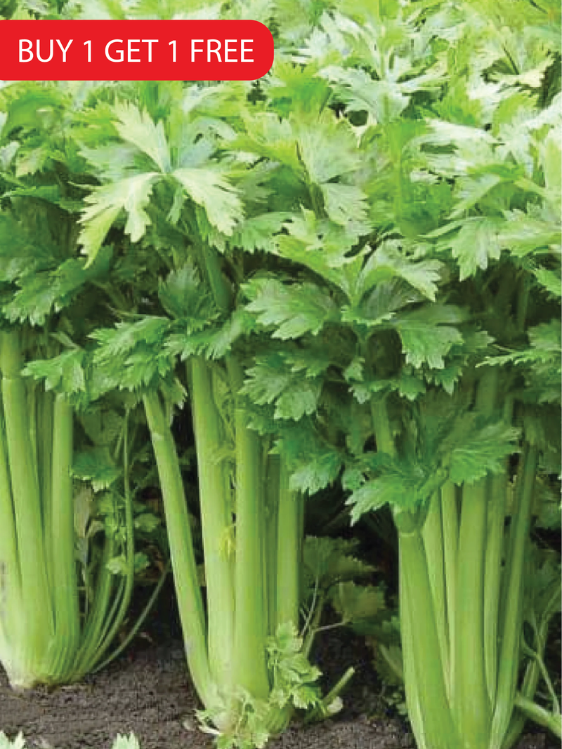 CELERY SEEDS <br>بذور الكرفس