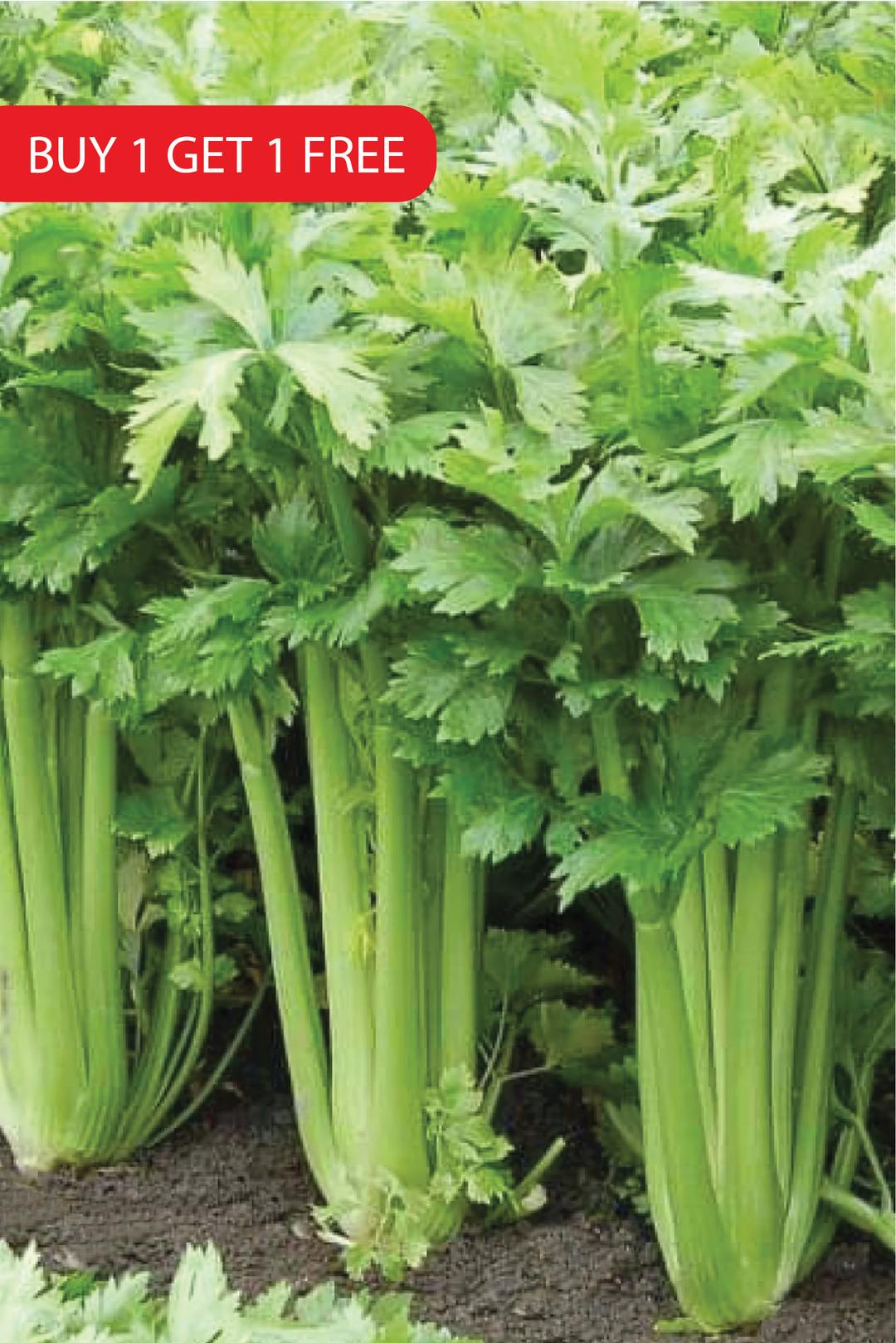 CELERY SEEDS <br>بذور الكرفس