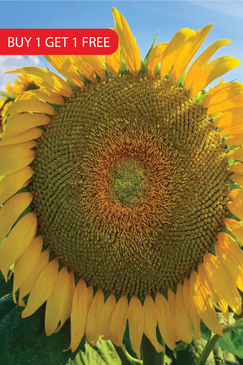 GIANT SUNFLOWER SEEDS<br> بذور دوار الشمس العملاق