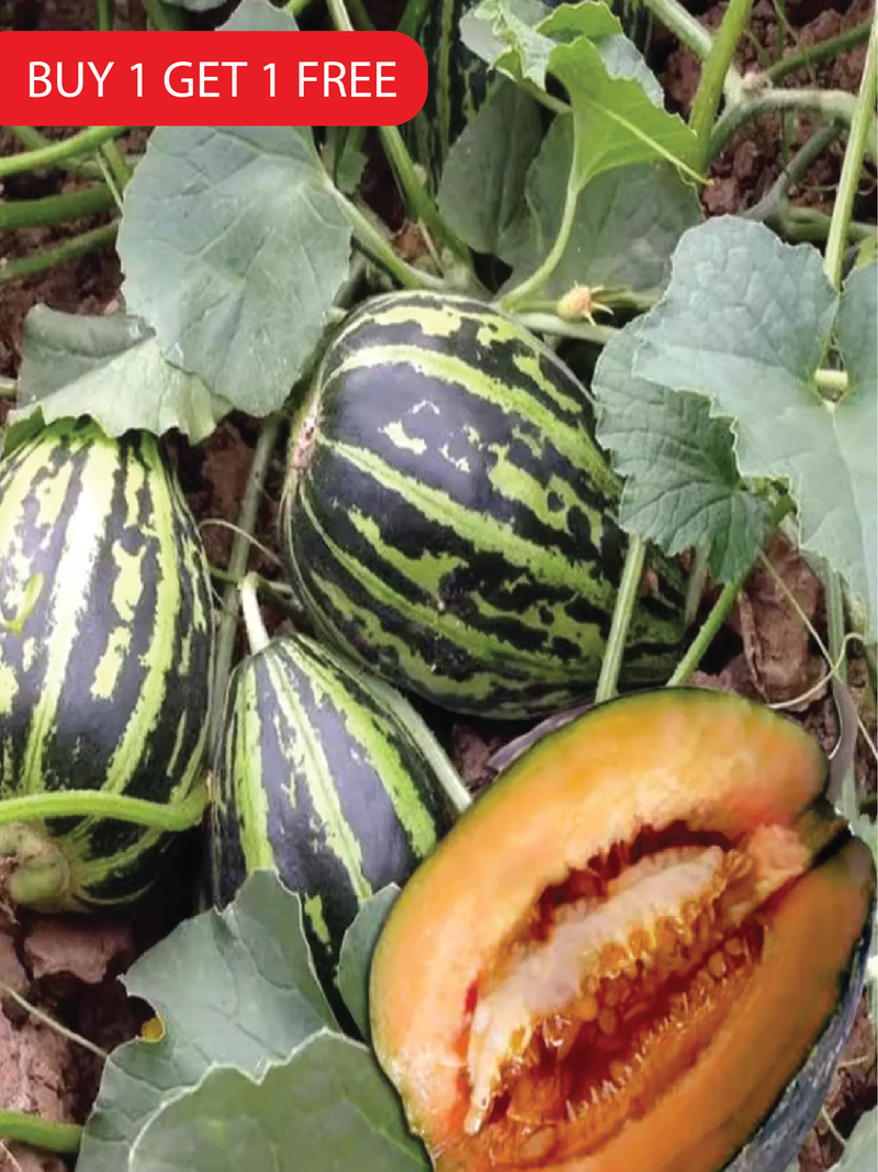 MUSKMELON SEEDS <br> بذور شمام المسك