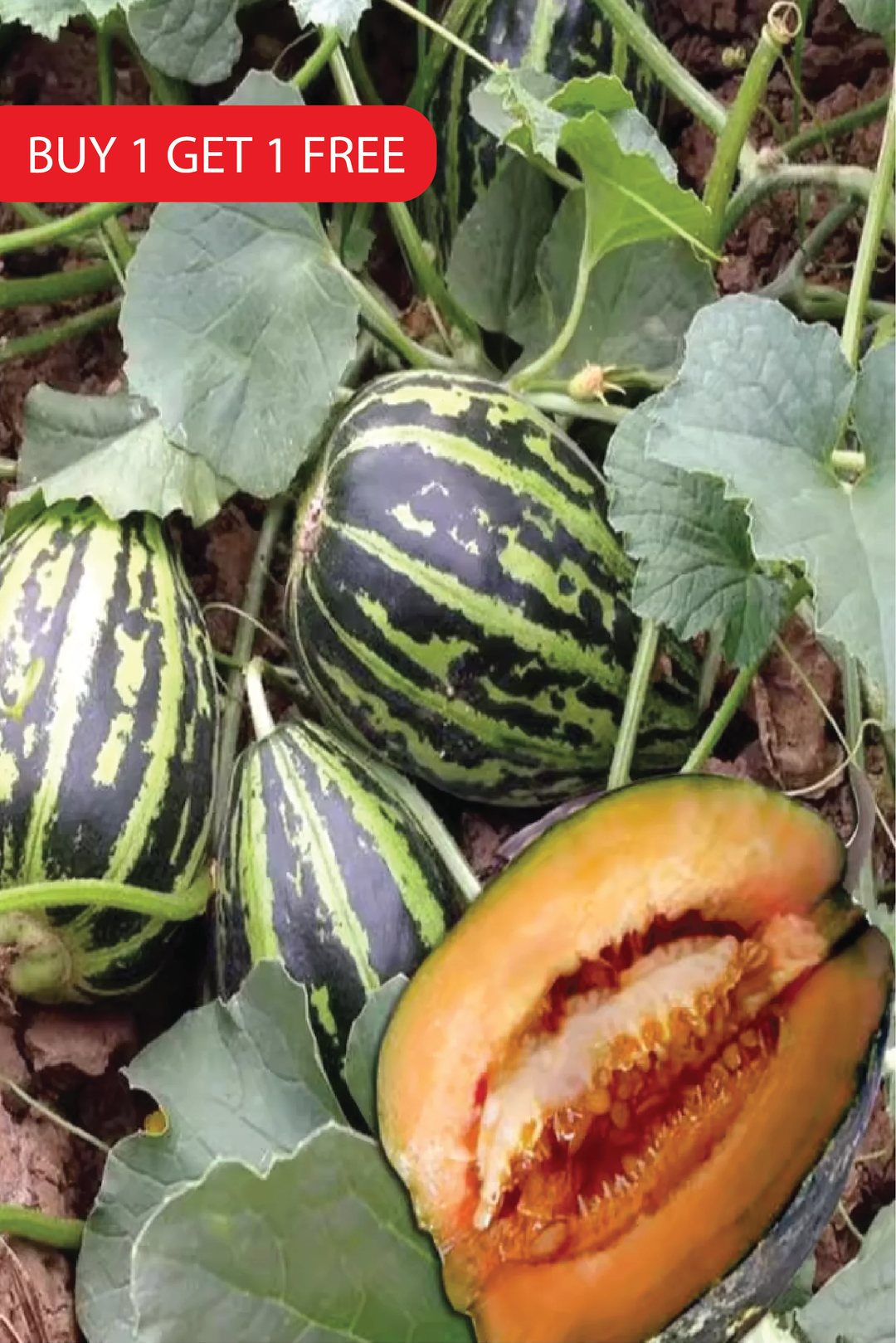 MUSKMELON SEEDS <br> بذور شمام المسك