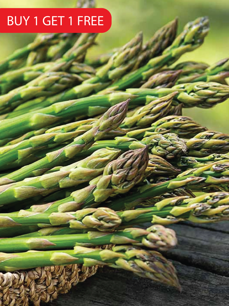 ASPARAGUS SEEDS <br> بذور الهليون
