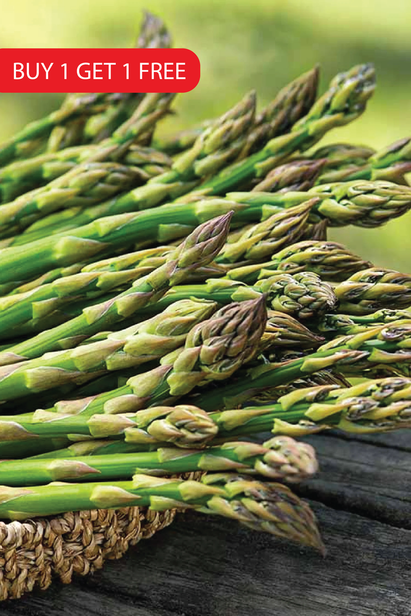 ASPARAGUS SEEDS <br> بذور الهليون