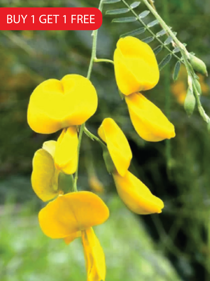 CROTALARIA JUNCEA SEEDS<br> بذور الكروتولاريا جونسيا
