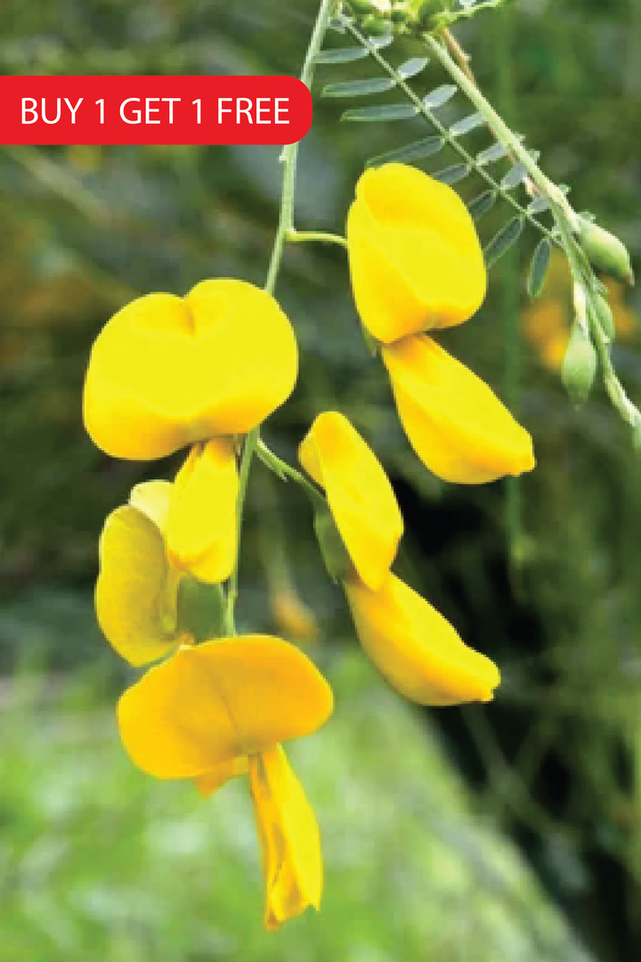 CROTALARIA JUNCEA SEEDS<br> بذور عشبة الهنا