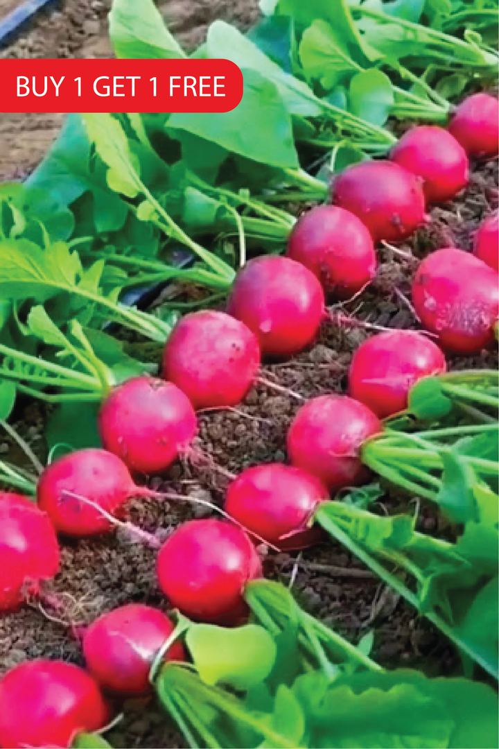 CHERRY RADISH SEEDS <br> بذور الفجل الكرزي