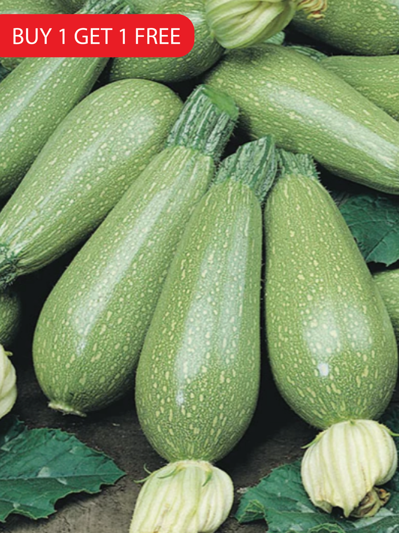 ZUCCHINI SQUASH SEEDS<br>بذور الكوسا