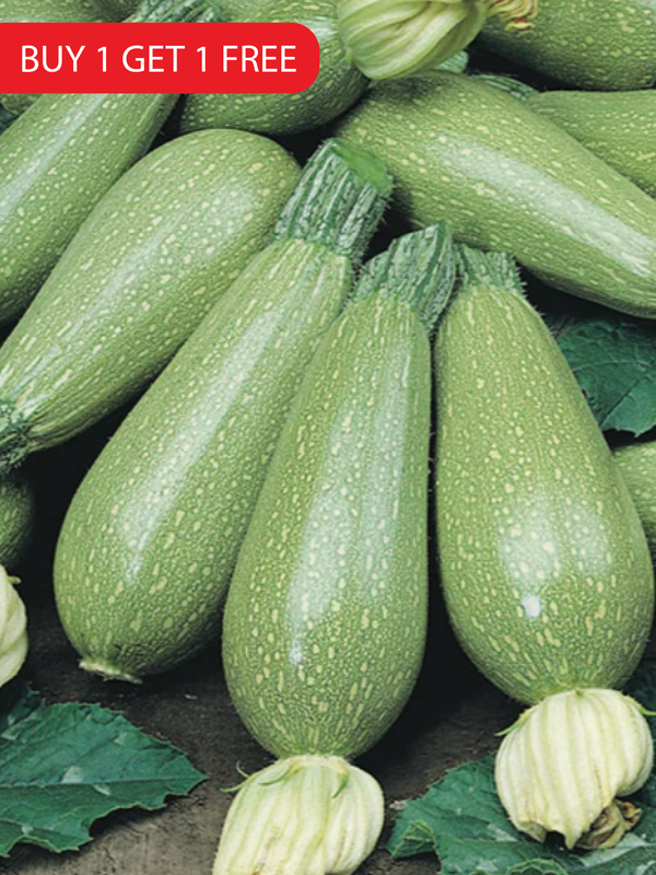 ZUCCHINI SQUASH SEEDS<br>بذور الكوسا