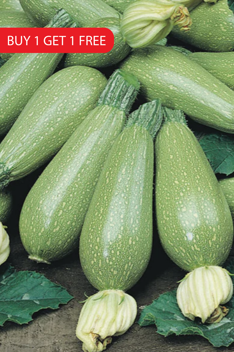 ZUCCHINI SQUASH SEEDS<br>بذور الكوسا