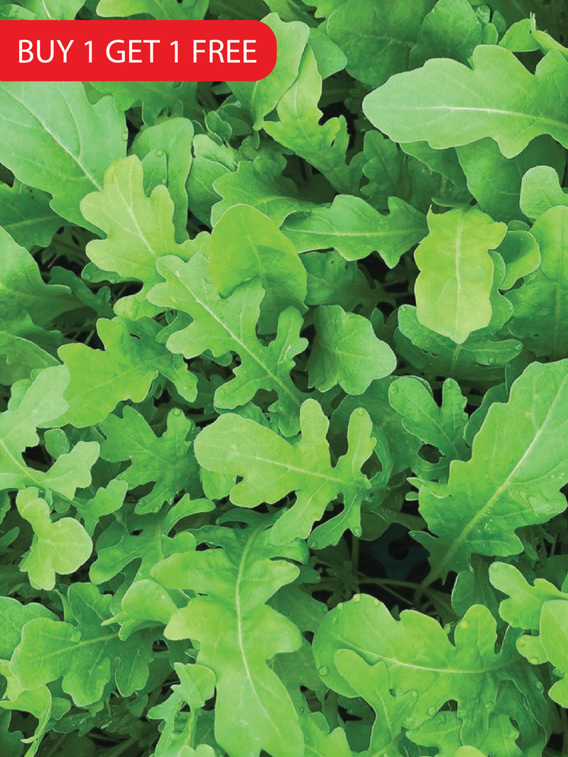 ROCKET SEEDS <br>بذور الجرجير