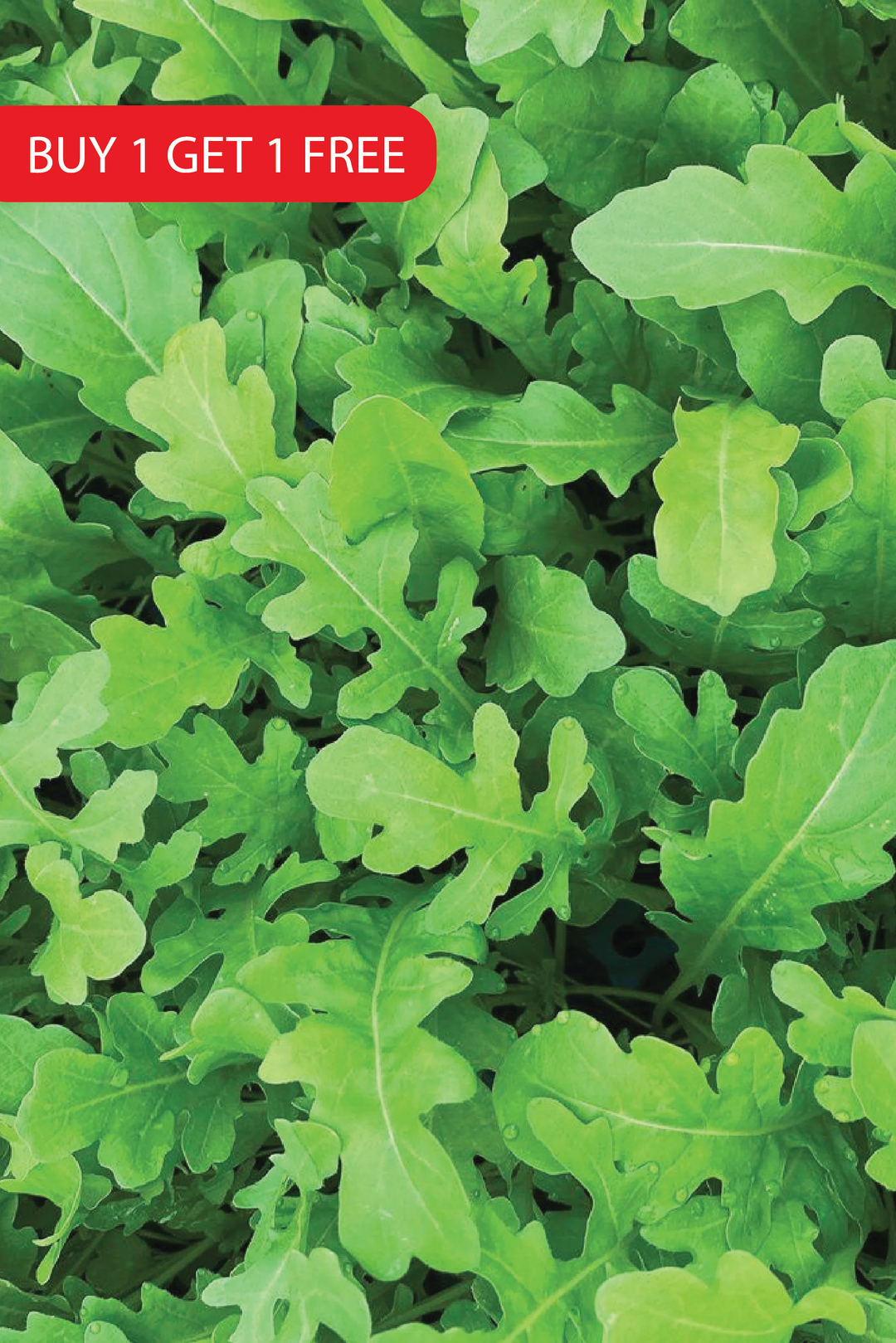ROCKET SEEDS <br>بذور الجرجير