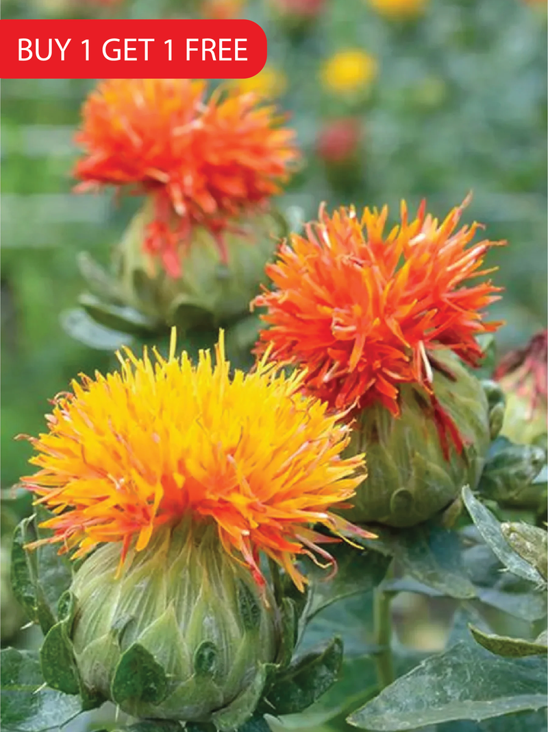 SAFFLOWER SEEDS <br> بذور العصفر