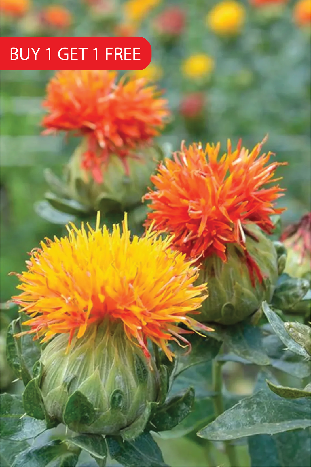 بذور العصفر <br> SAFFLOWER SEEDS