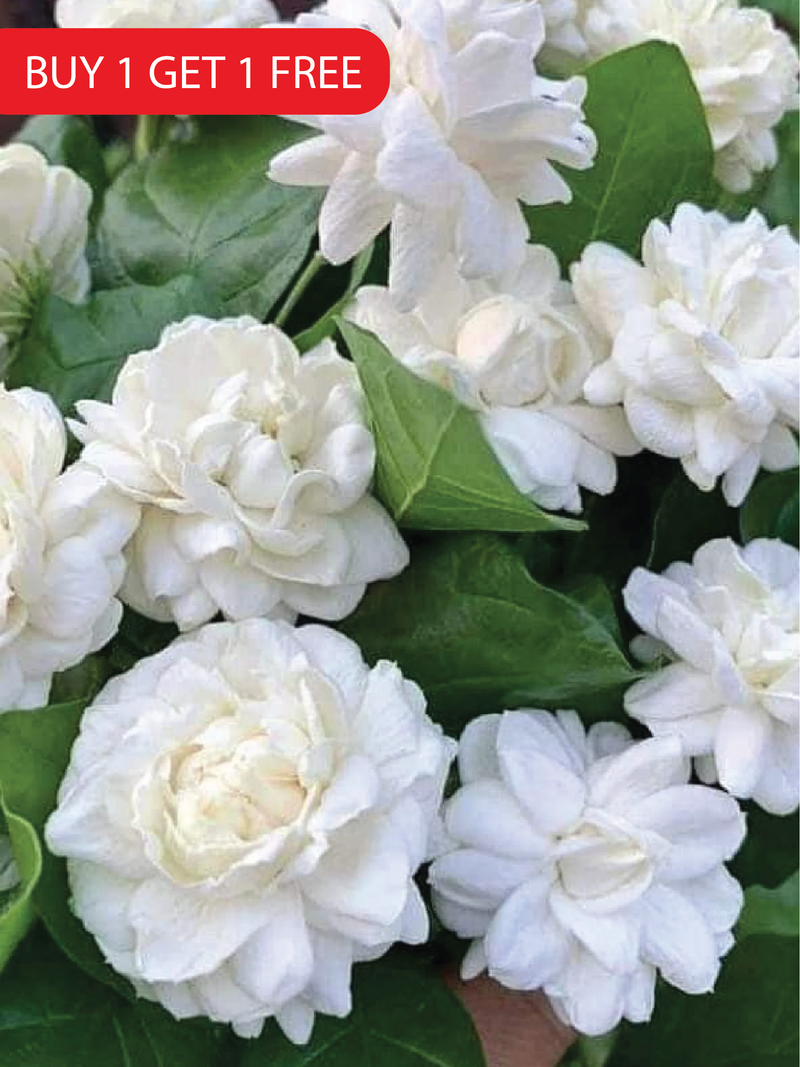 DUKE OF TUSCANY JASMINE SEEDS <br> بذور الياسمين دوق توسكانا