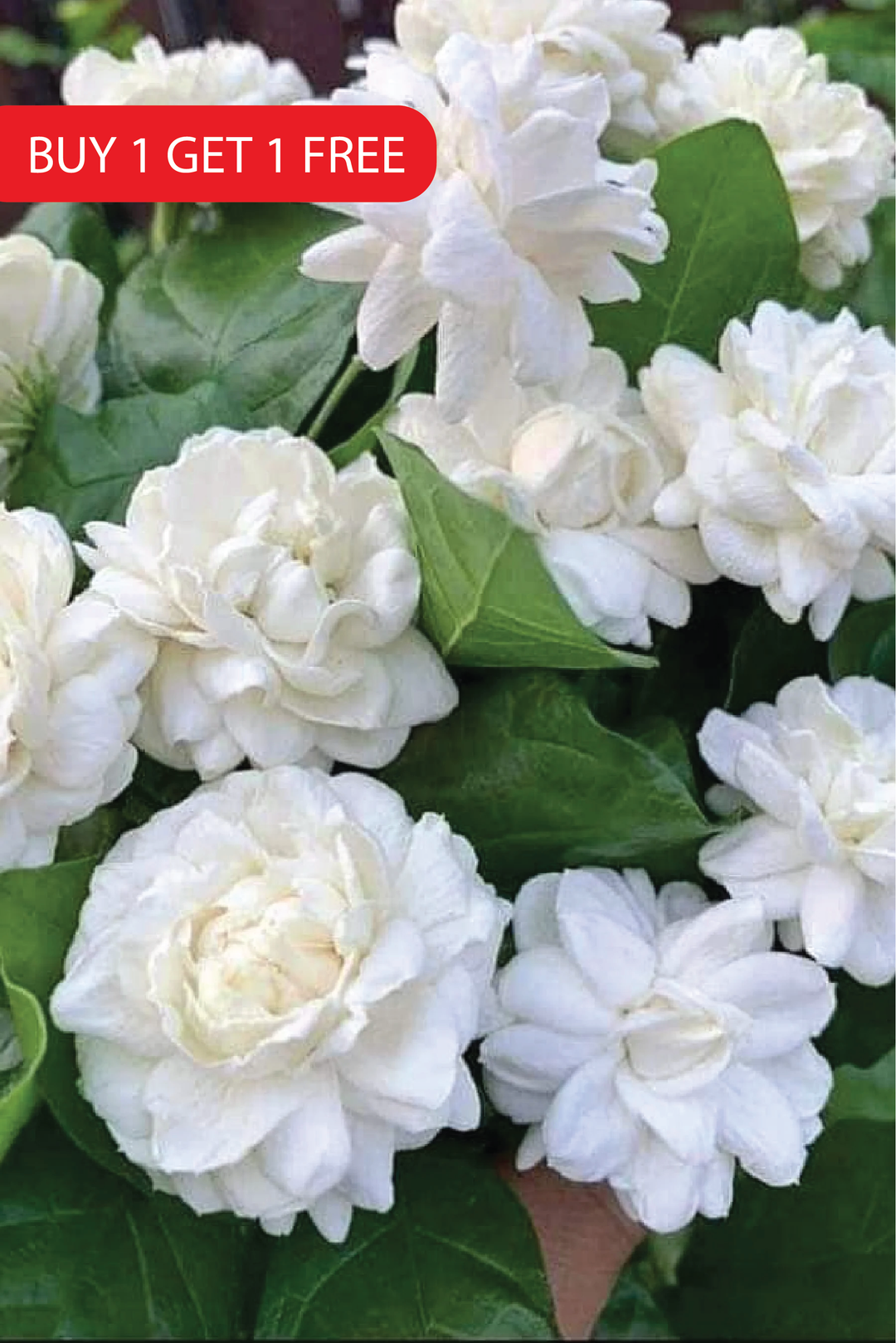 DUKE OF TUSCANY JASMINE SEEDS <br> بذور الياسمين دوق توسكانا