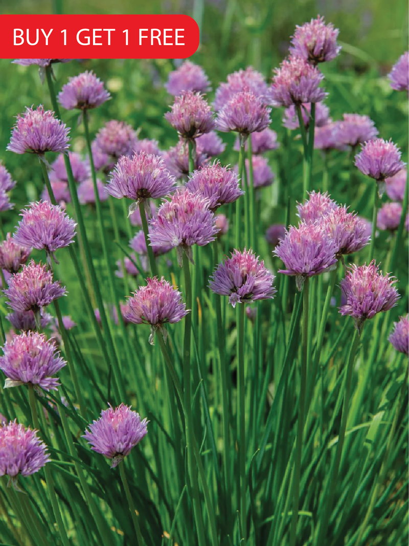 CHIVES SEEDS <br> بذور الثوم المعمر