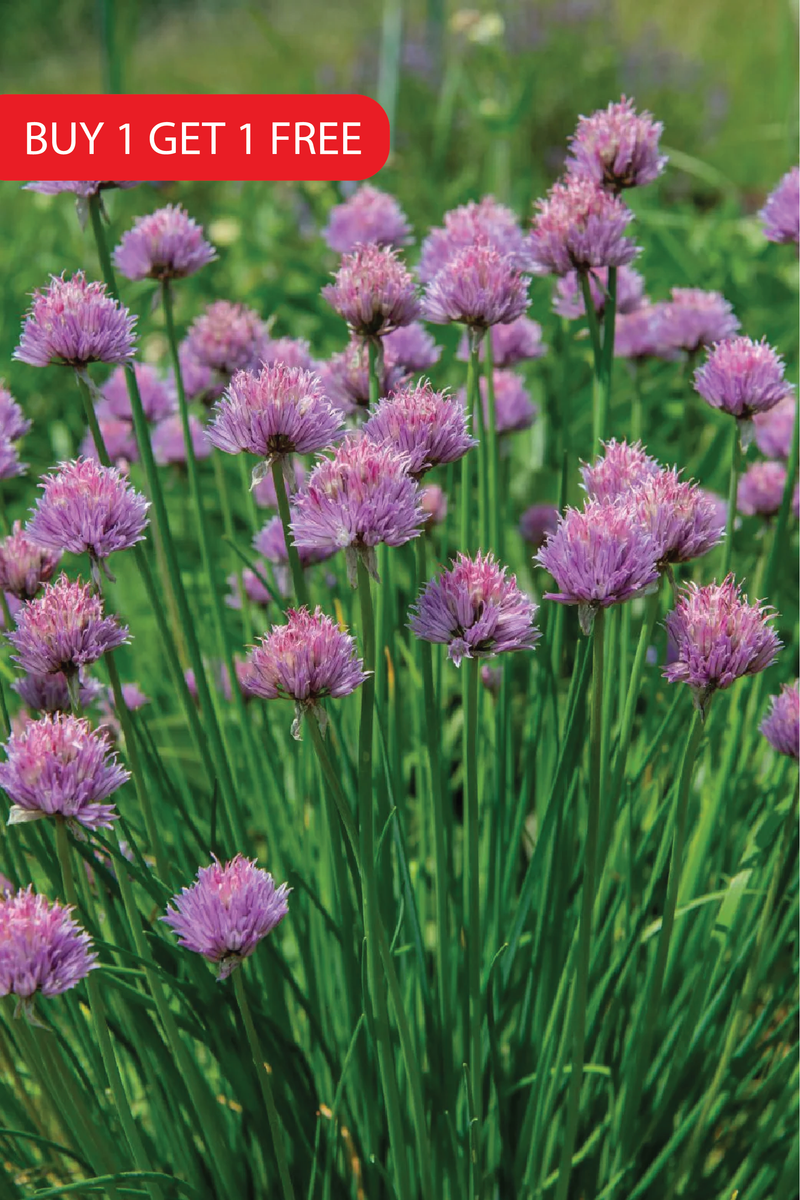 CHIVES SEEDS <br> بذور الثوم المعمر