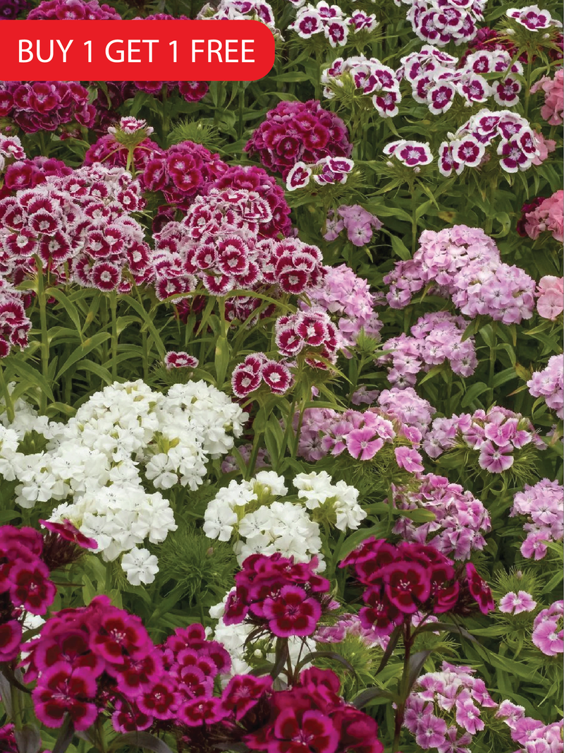 MIXED COLOR DIANTHUS SEEDS<br> بذور زهور القرنفل مكس