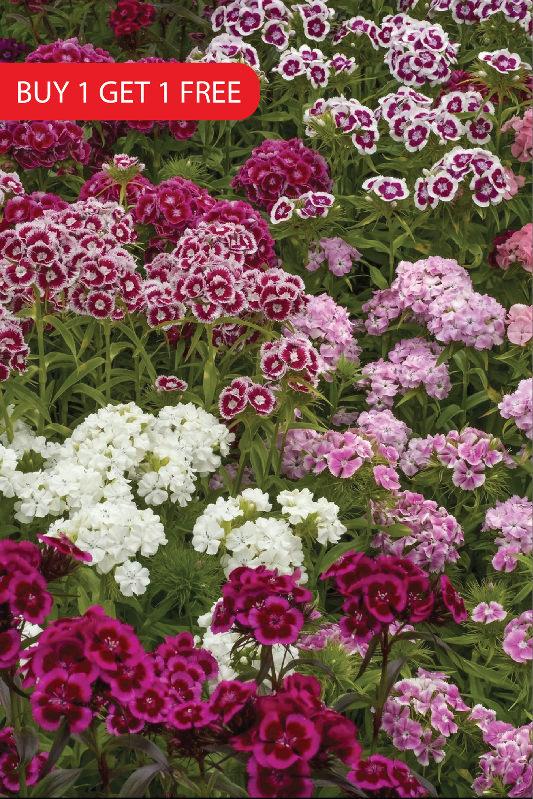 MIXED COLOR DIANTHUS SEEDS<br> بذور زهور القرنفل مكس