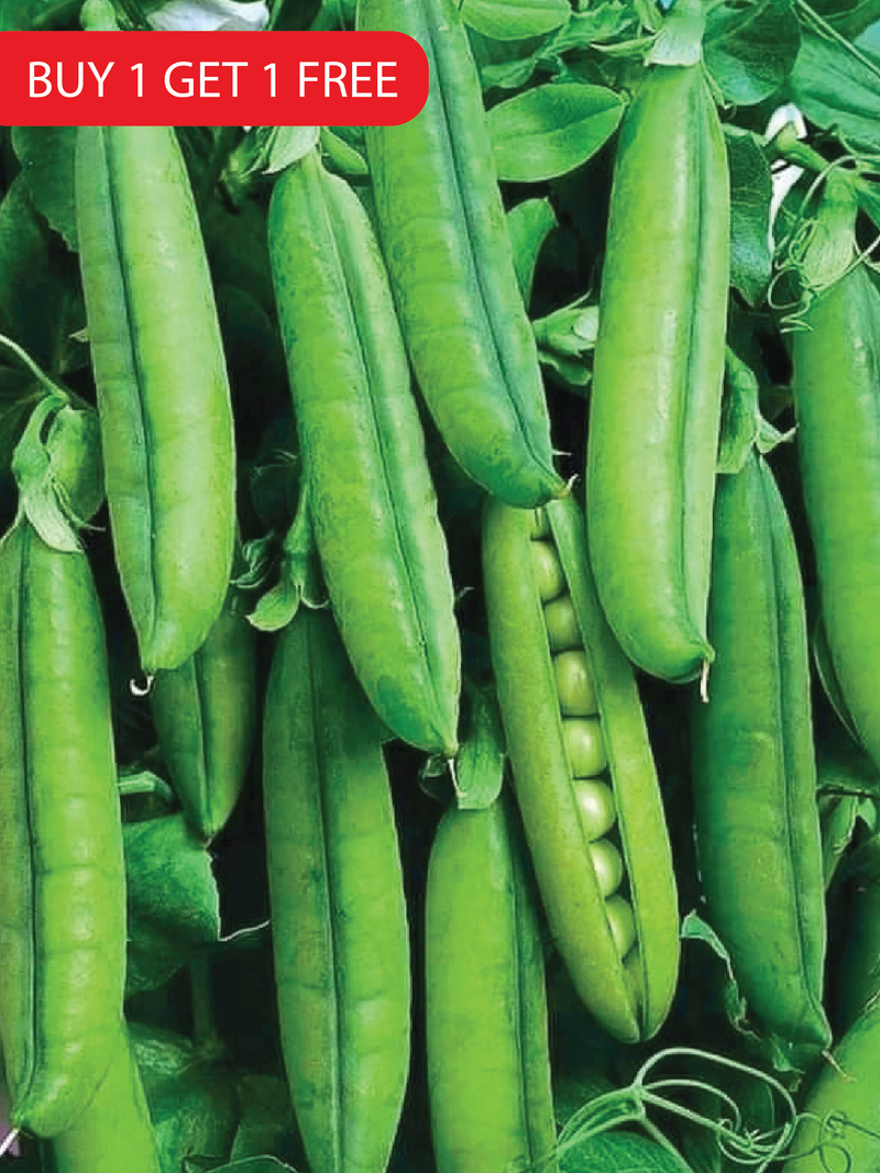 PEA SEEDS <br> بذور البازلاء