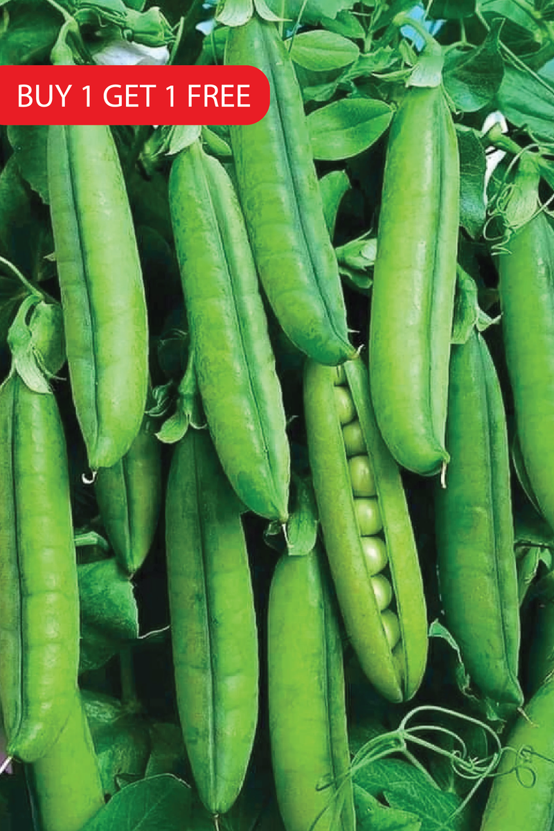 PEA SEEDS <br> بذور البازلاء