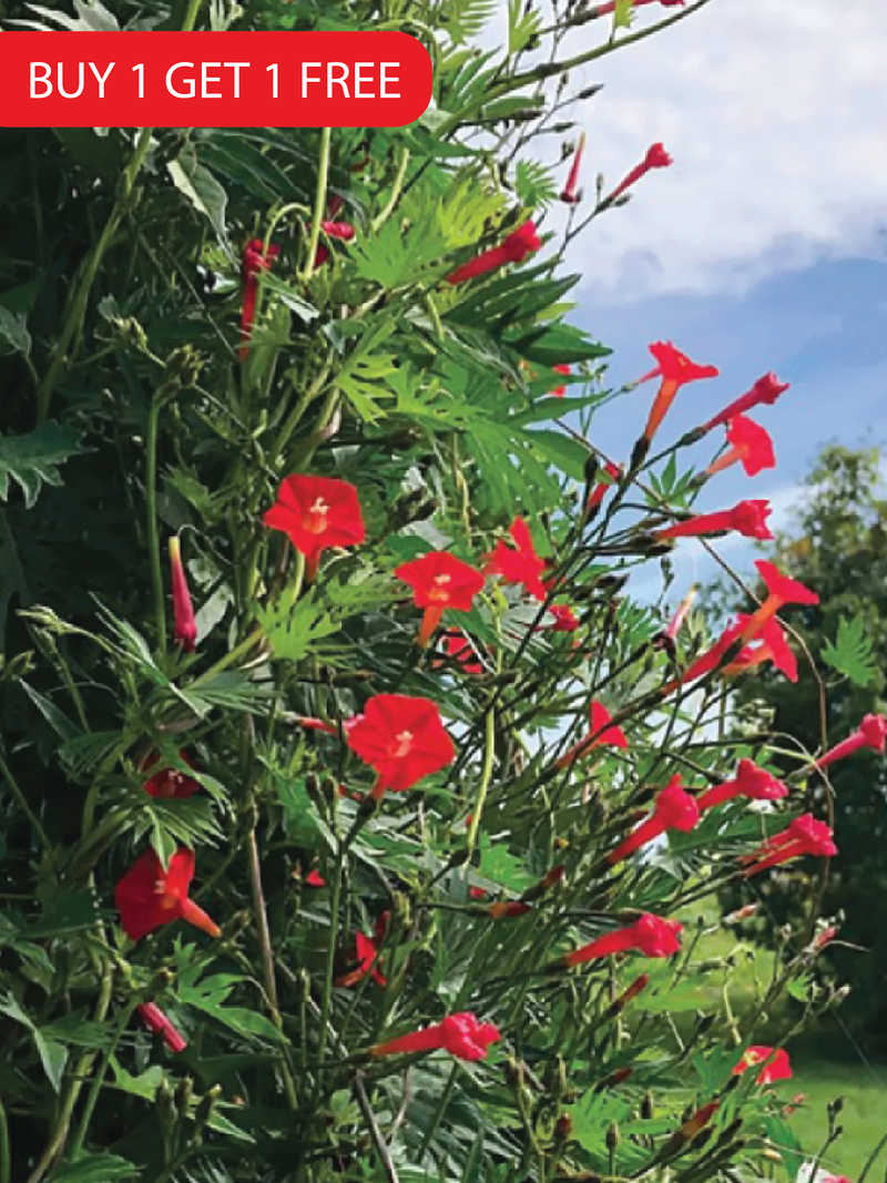 CLIMBING CARDINAL SEEDS<br> بذور كاردينال متسلقة