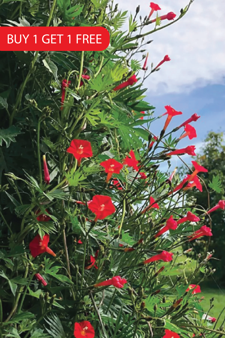 CLIMBING CARDINAL SEEDS<br> بذور كاردينال متسلقة