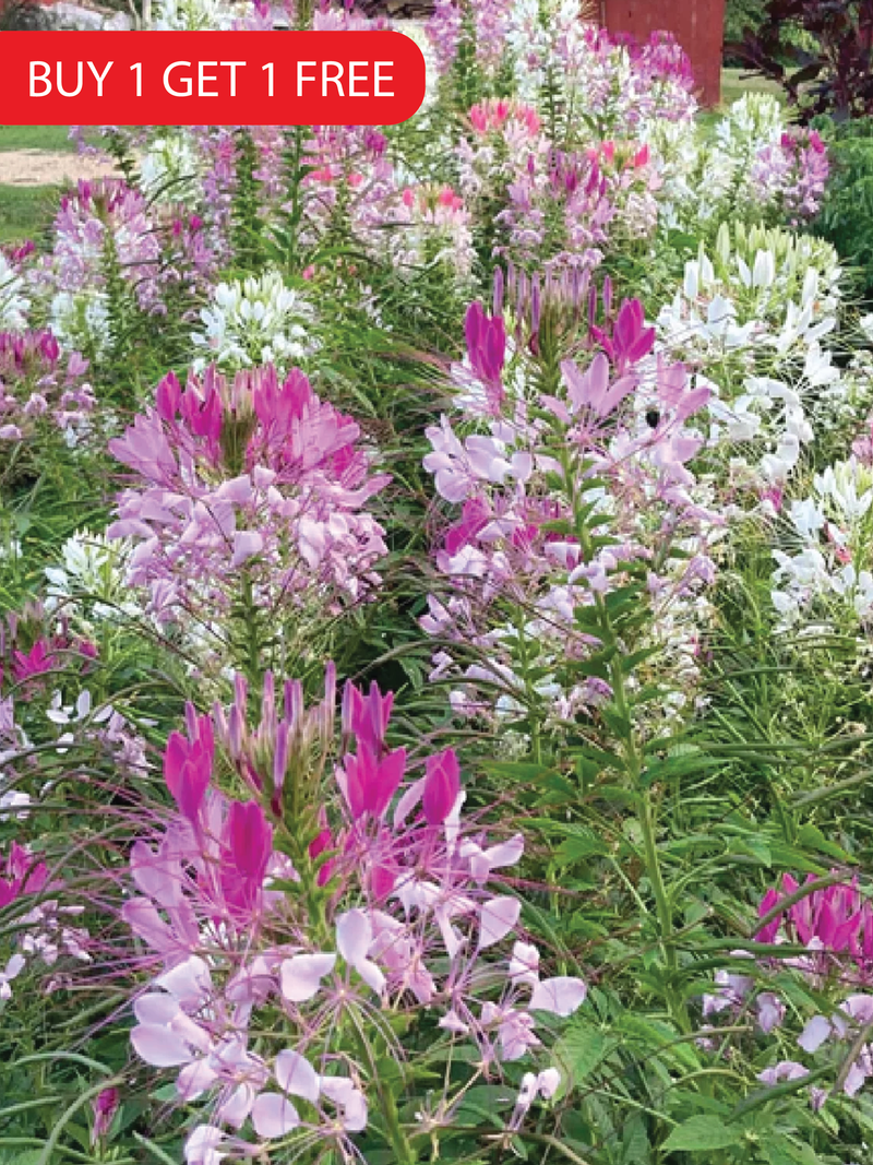 بذور CLEOME بذور الزهرة الزهرية
