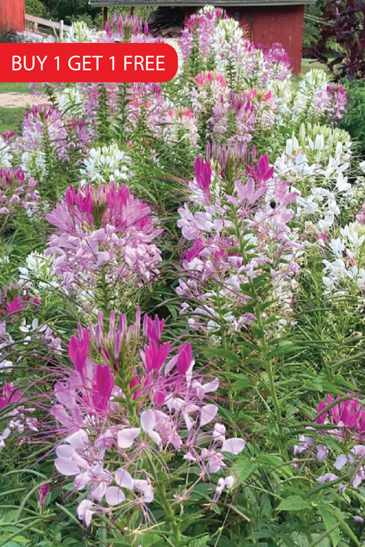 بذور CLEOME بذور الزهرة الزهرية