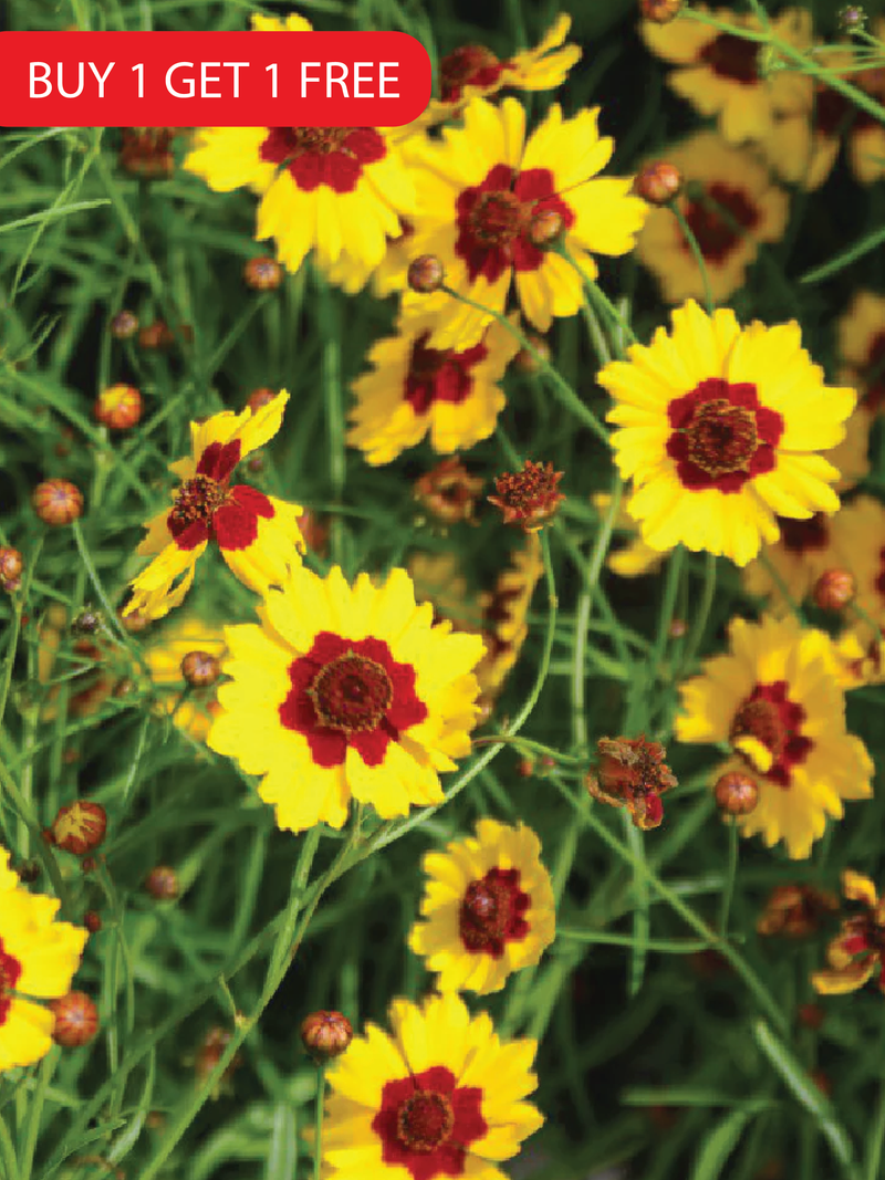 YELLOW COREOPSIS SEEDS <br>بذور زهور الكوريوبسس الصفراء