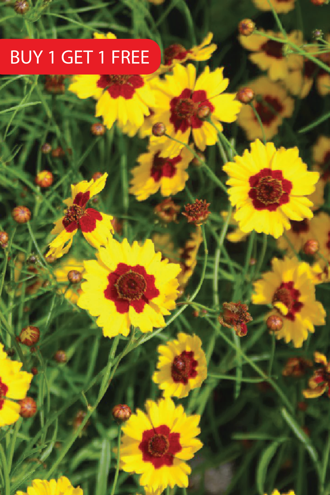 YELLOW COREOPSIS SEEDS <br>بذور زهور الكوريوبسس الصفراء