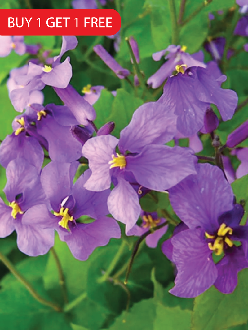 VIOLET FLOWER SEEDS <br> بذور زهور البنفسج