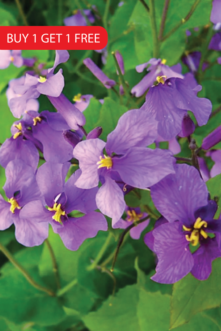 VIOLET FLOWER SEEDS <br> بذور زهور البنفسج